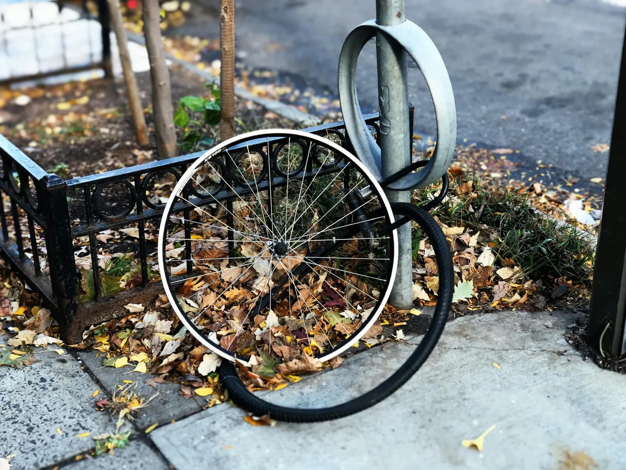 Abandoned bike wheel without frame, locked to city bike rack among autumn leaves.